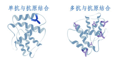 单克隆抗体与多克隆抗体与抗原结合对比