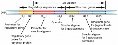 乳糖操纵子结构基因