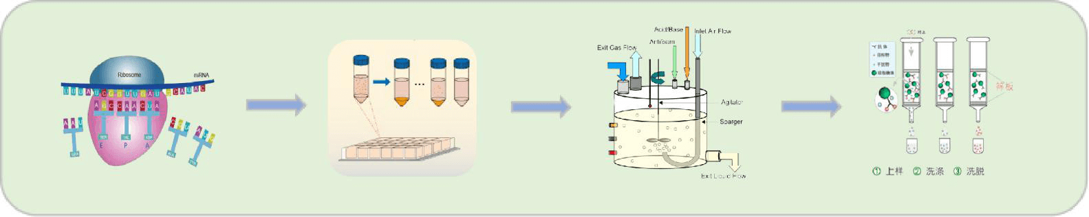 蛋白发酵大规模制备流程